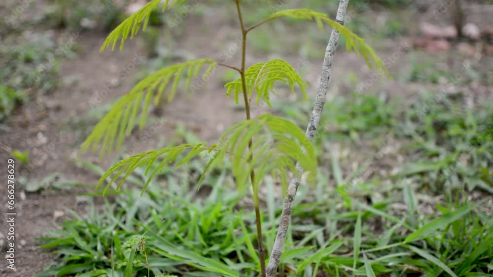 Muda de árvore recem plantada de uma atividade de reflorestamento ambiental, mundo verde, vida sustentável. Muda de árvore recem plantada de uma atividade de reflorestamento ambiental, mundo verde, vida sustentável.