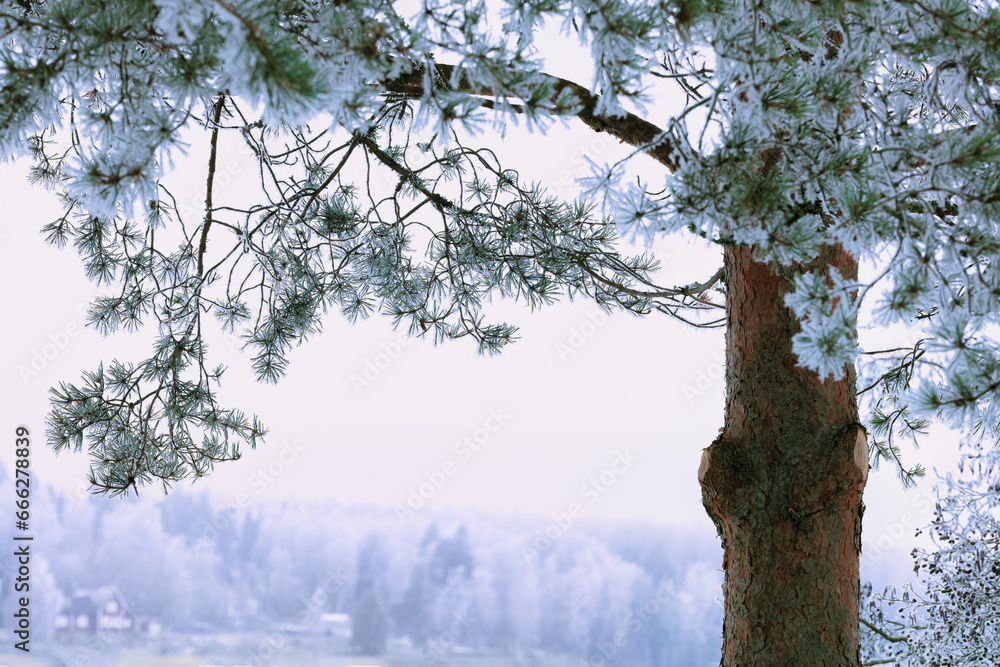 Obraz premium Frosty pine tree close up in winter