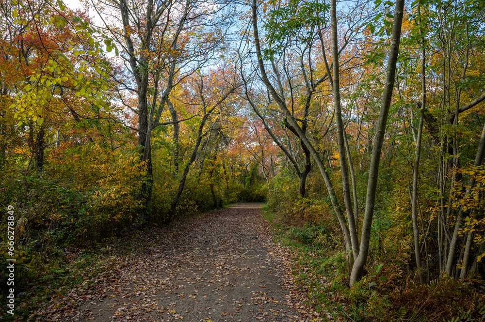 Fototapeta premium Autumn Path