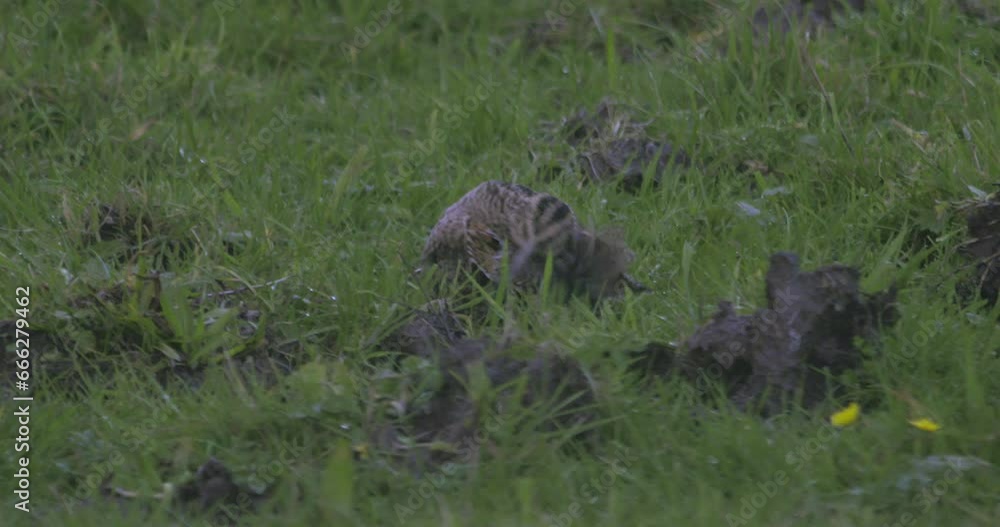Snipe bird in long grass preening wing feathers slow motion nature Ireland Snipe bird in long grass preening wing feathers slow motion nature Ireland