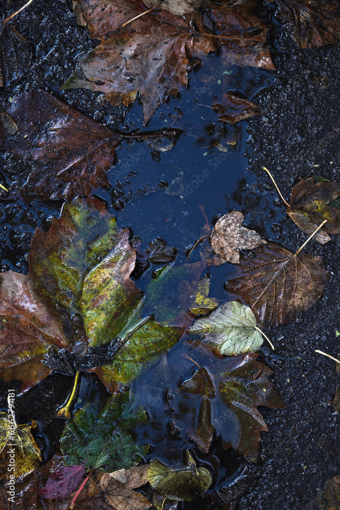 Fallen autumn leaves in the puddle after rain. Autumn background