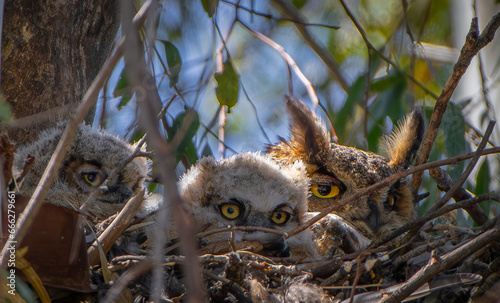 Great Horned Owl and Owlets