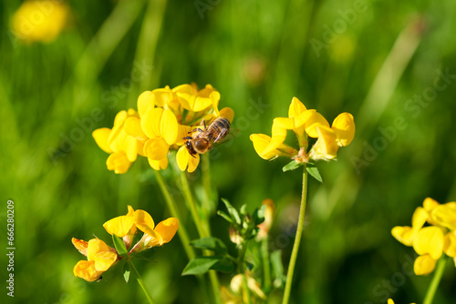 Lotus corniculatus is a flowering plant in the pea family Fabaceae