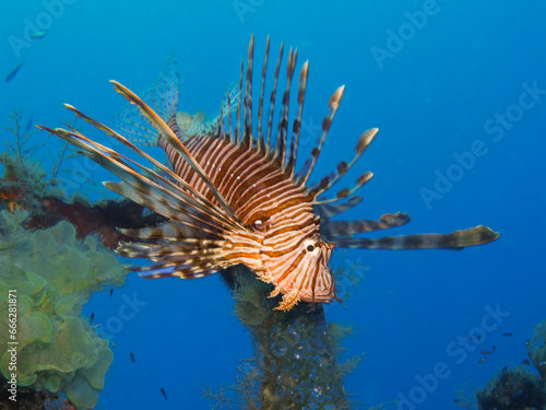 Invasive and dangerous lion fish in the Mediterranean Sea