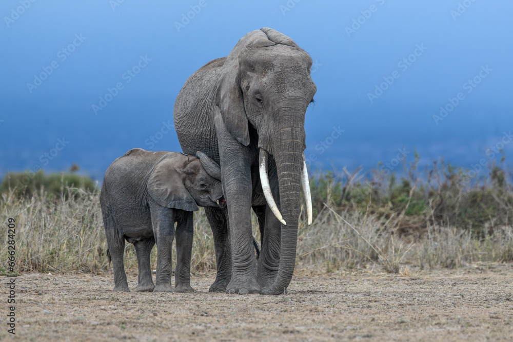 African elephant calf suckling at dawn; Amboseli National Park, Kenya during dry season African elephant calf suckling at dawn; Amboseli National Park, Kenya during dry season