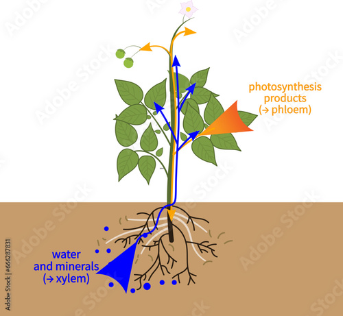 Xylem  transports water and minerals from the roots upwards.Vector illustration.
