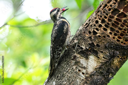 Female yellow-bellied sapsucker feeding. photo