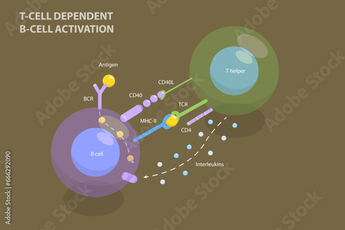 3D Isometric Flat Vector Illustration of T-cell Dependent B-cell Activation, Adaptive Immune System