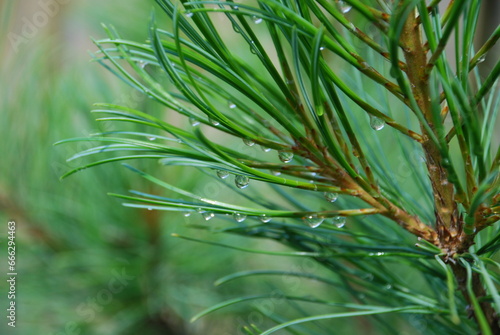 Cedar branch with needles. Light green long curved needles on a tree branch. On the needles hang small round drops of clear water left after the summer rain.
