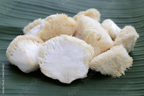 Fresh lion's mane mushroom on banana leaf. (Yamabushitake Mushroom)