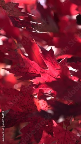 CFC2022VV Bright red fall leaves in late day sunlight in slow motion