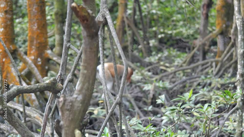 proboscis monkey walking across at mangrove forest. proboscis monkey walking across at mangrove forest.