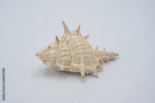 Ramose murex, Branched murex. Scientific name: Chicoreus ramosus is a mollusk in the mollusk family. White conch shell with oranges isolated on white background with clipping path. photo