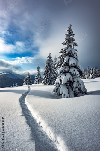 A winter landscape with snow-covered fir trees on a mountain meadow and a path trodden through the snow. Mountains in winter time