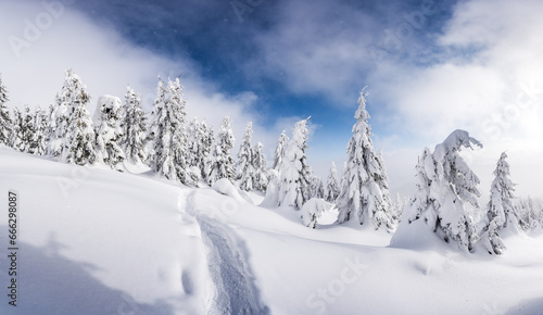 A scenic winter shot of pine trees blanketed in snow on a mountain meadow with a footpath carved through the snow. Winter mountains landscape © Ivan Kmit