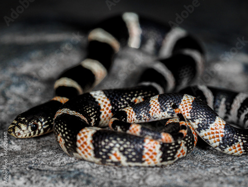 Long-nosed snake