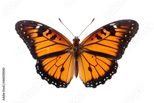 orange butterfly isolated on white. Png file
