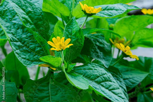 Yellow daisy flower  Melampodium paludosum  which grows abundantly in the garden