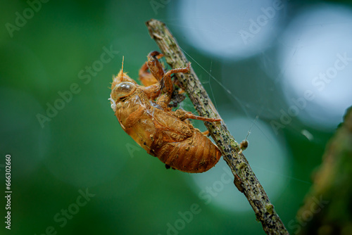 cicada shell attached to trees photo