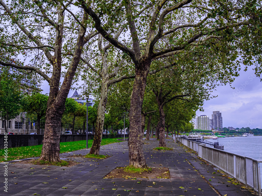 Riverside Trees And Walk