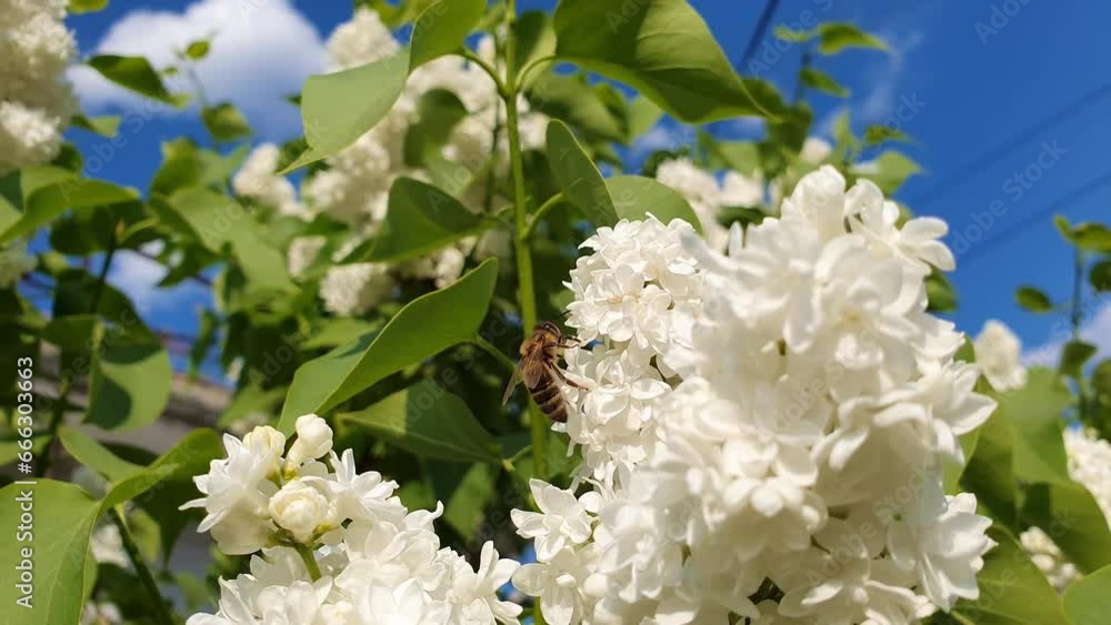 Close up of a diligent honey bee collects nectar from a blooming, white lilacs (Syringa vulgaris) bush. Little, black and golden, busy bee picks pollen from blossoming flowers. Early spring background Close up of a diligent honey bee collects nectar from a blooming, white lilacs (Syringa vulgaris) bush. Little, black and golden, busy bee picks pollen from blossoming flowers. Early spring background