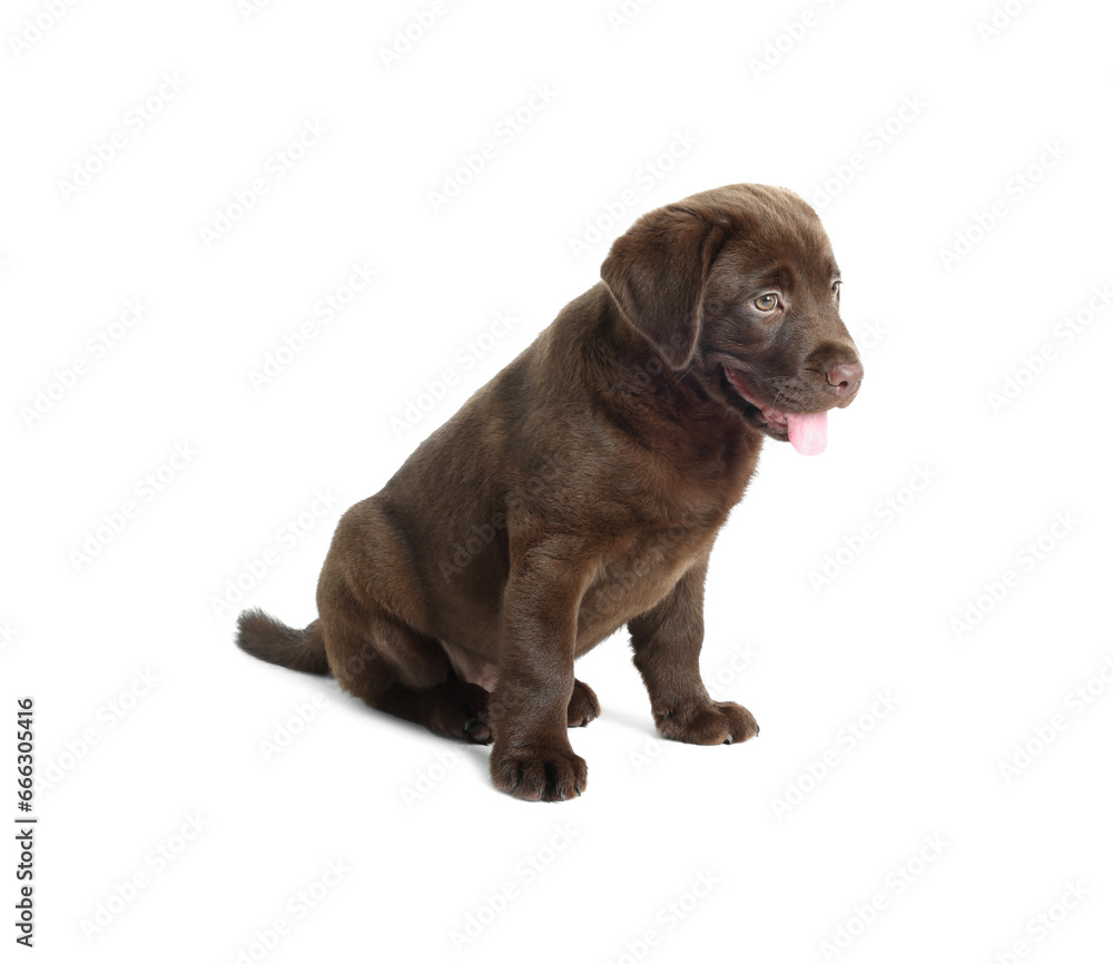 Cute chocolate Labrador Retriever puppy on white background