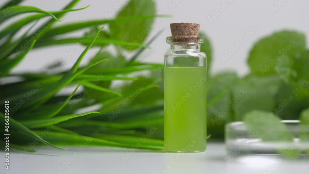 Bottle of essential oil with fresh herbal extract. Fresh green leaf on petri dish with bottle. Organic biological extraction for cosmetics or aromatherapy oil concept Bottle of essential oil with fresh herbal extract. Fresh green leaf on petri dish with bottle. Organic biological extraction for cosmetics or aromatherapy oil concept