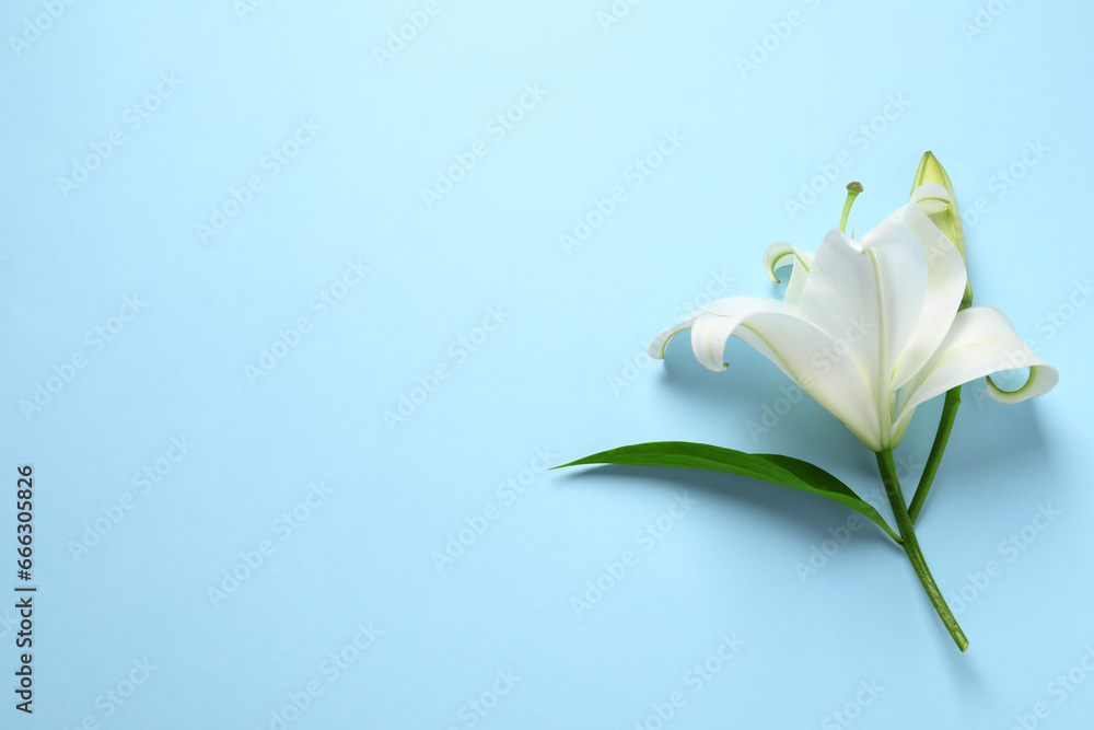 Beautiful white lily flower on light blue background, top view. Space for text Beautiful white lily flower on light blue background, top view. Space for text