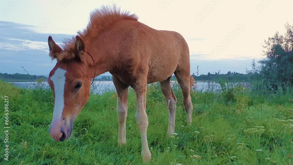 Funny foal looking curious and attentive to camera while grazing grass on a pasture near the lake in a sunny summer day Funny foal looking curious and attentive to camera while grazing grass on a pasture near the lake in a sunny summer day