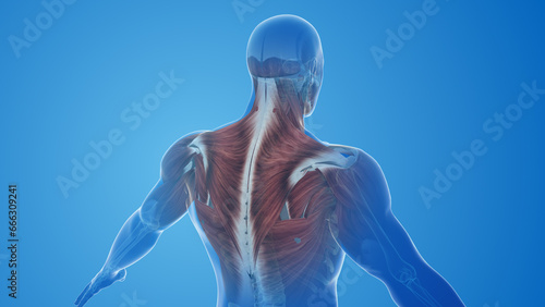 Trapezius muscles pain and injury photo