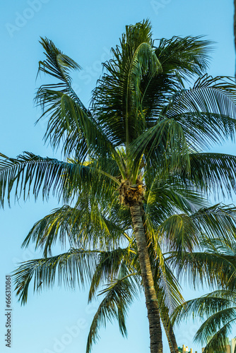 palm tree in the blue sky at miami beach