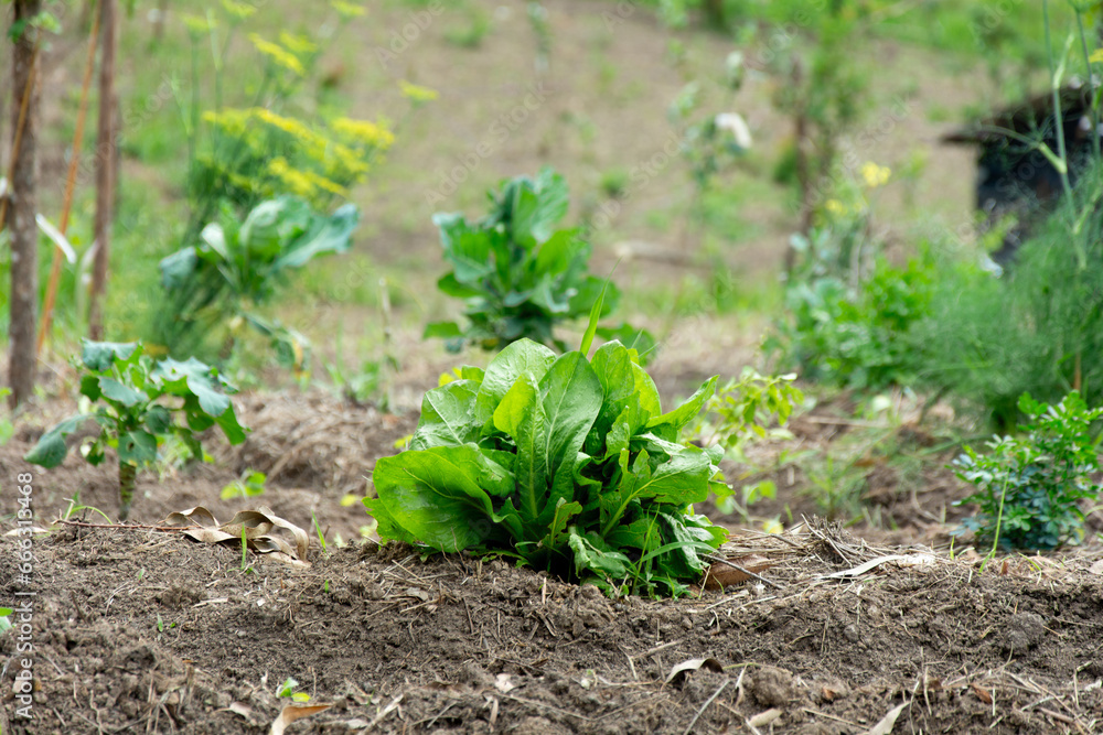 Horta com alface e vegetais em uma imagem mostrando o plantio orgânico e sustentável. Horta com alface e vegetais em uma imagem mostrando o plantio orgânico e sustentável.