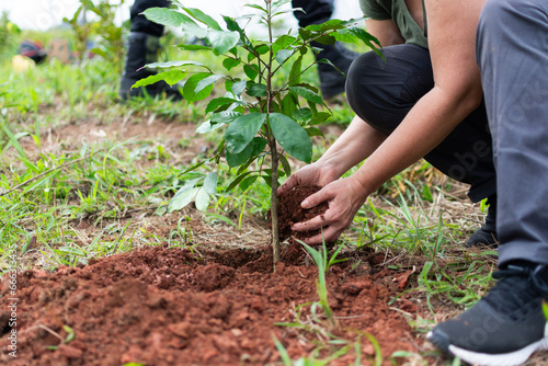 Papier peint Voluntariado preparando a terra para o plantio de uma muda de árvore para o reflorestamento de uma área devastada