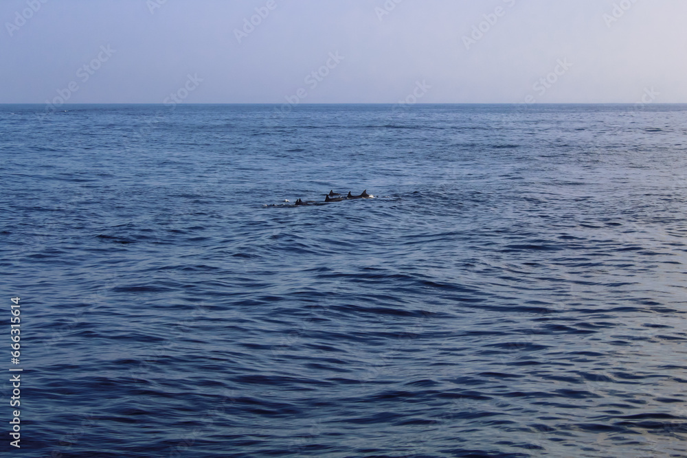 Dolphins jumping out of the water, Sri Lanka.