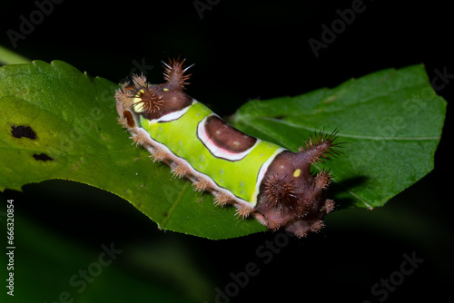 Obraz na plátně Saddleback caterpillar