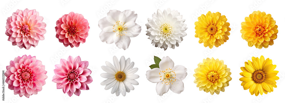 Obraz premium set of pink, white and yellow flowers 
