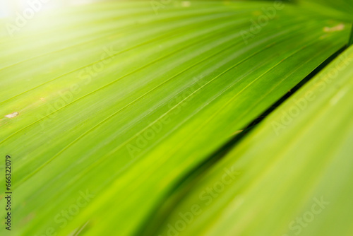 Close up texture of green palm leaves, palm tree leaves. green plant background in garden with copy space used natural green plant landscape background, ecology, fresh wallpaper concept