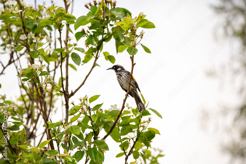 New Holland Honey Eater bird perched on a flowering pear tree branch New Holland Honey Eater bird perched on a flowering pear tree branch