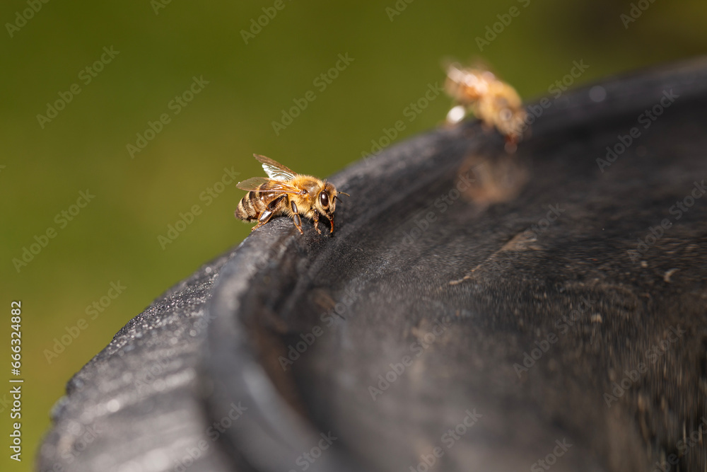 Two honeybees drinking from a water from a bird bath in the garden, using their straw like tongues called proboscis Two honeybees drinking from a water from a bird bath in the garden, using their straw like tongues called proboscis