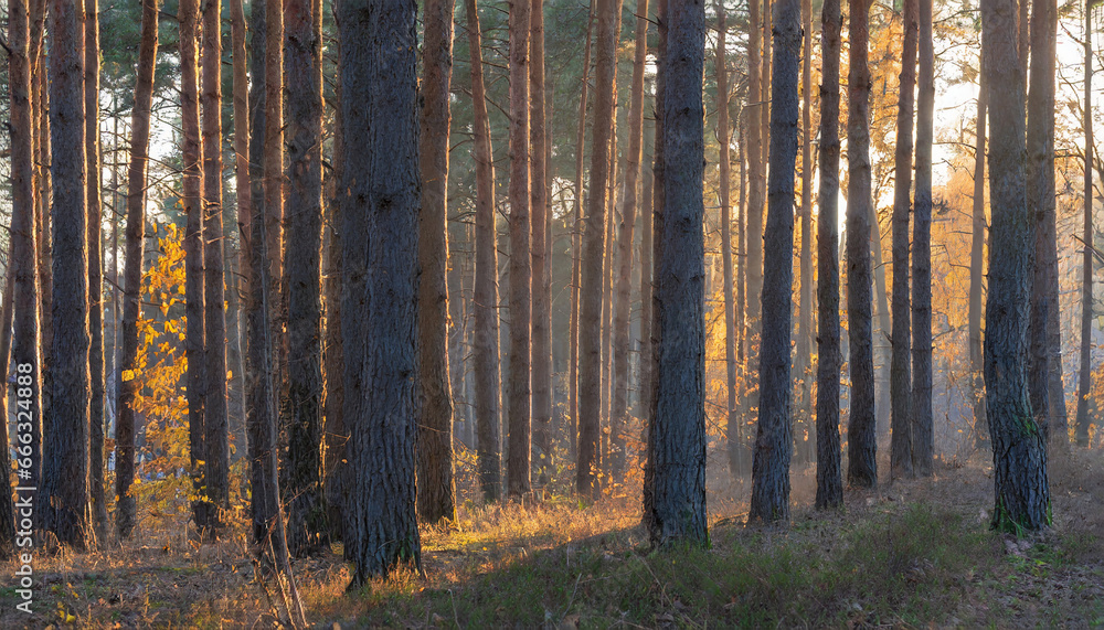 Autumn forest shining in the late afternoon sunset