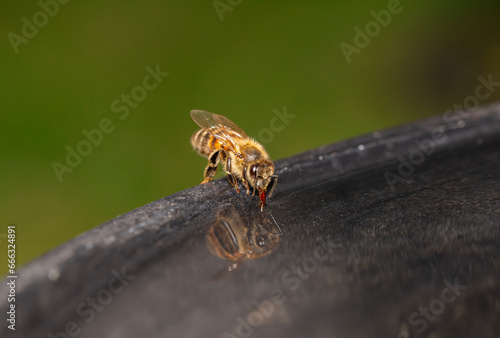 A honeybee drinking from a water from a bird bath in the garden, using its straw like tongue called proboscis