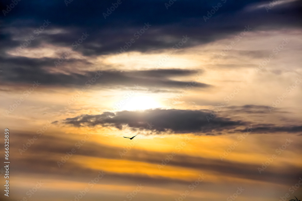 Sunrise orange sky with black clouds dawn morning background and single bird flying
