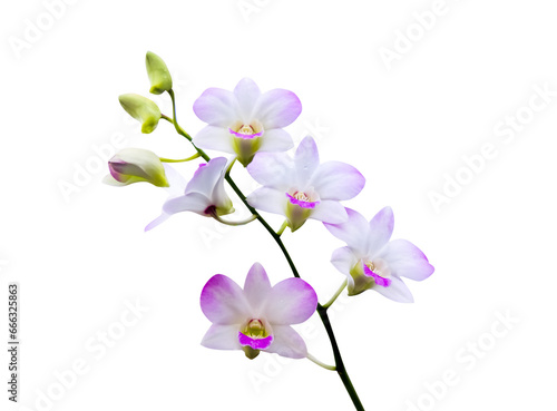 Colorful inflorescence of white purple dendrobium hybrid orchids flower blooming with water drops isolated on white background , clipping path