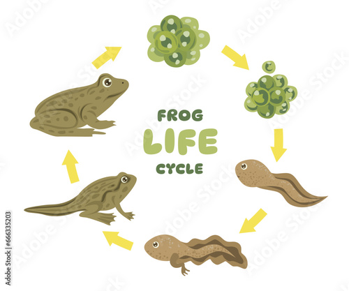 Frog Lifecycle Isolated Element Objects. Animal Life Cycle Education for Preschool Learning. Flat Style Icon Vector Illustration