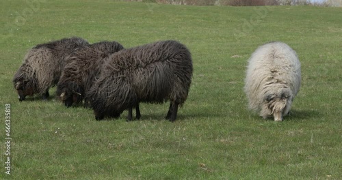 Norwegian sheep on the dike, Falshoeft, Geltinger Bay, Schleswig-Holstein, Germany, Europe photo