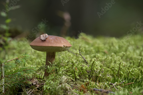 Wild bay bolete mushroom growing on moss in forest