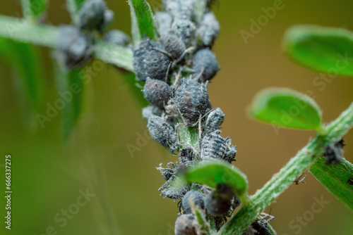 Black Bean Aphid Colony Close-up. Blackfly or Aphis Fabae Garden Parasite Insect Pest Macro