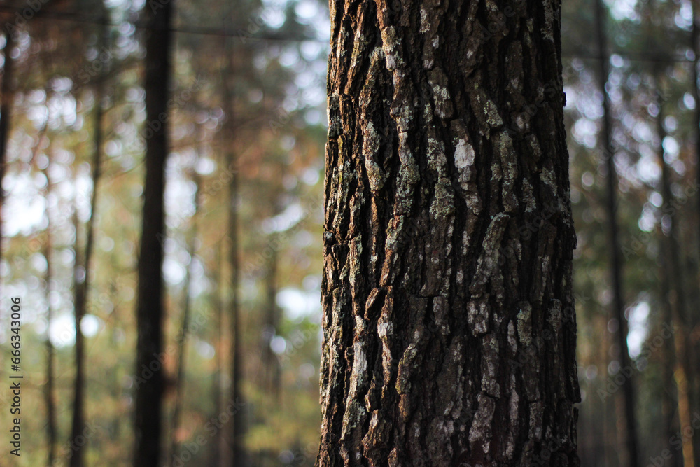 close up of pine tree