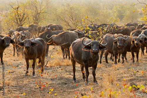 Fototapeta Naklejka Na Ścianę i Meble -  Large herd of African buffaloes (Syncerus caffer), Kruger National Park, South Africa.