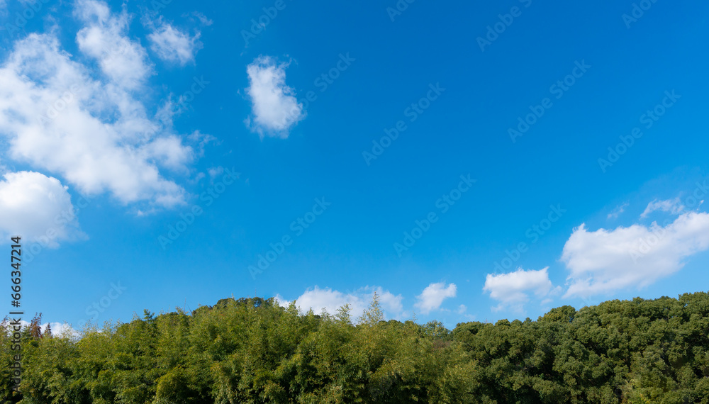 Low angle view of trees against blue sky Low angle view of trees against blue sky
